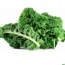 Cải xoăn (cải Kale) nhà trồng an toàn VietGAP